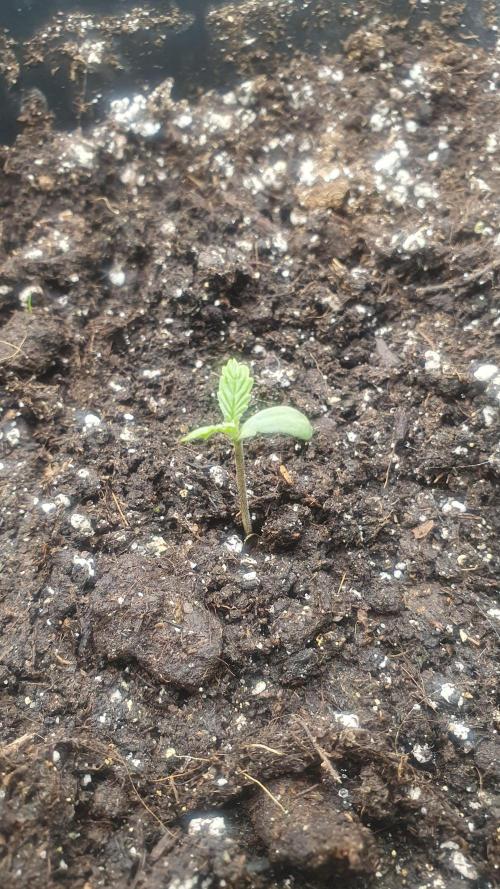 Jelly Donutz Auto Humboldt. Week 0