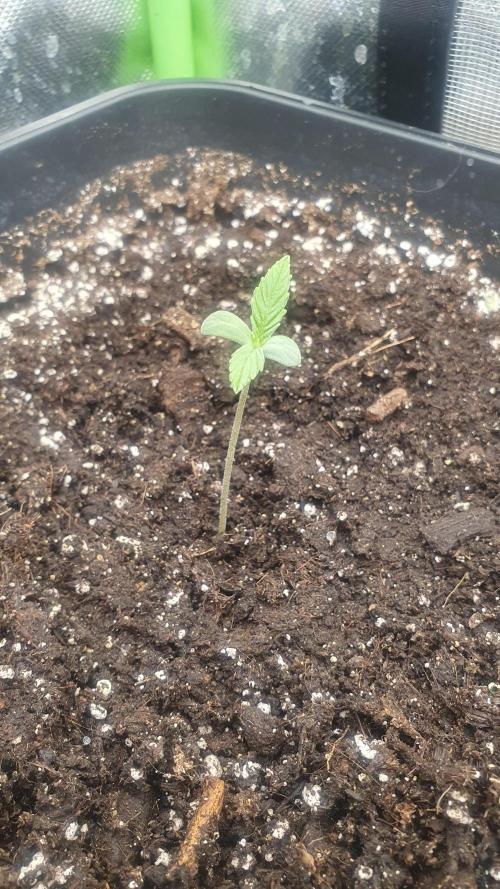 Permanent Marker Autoseeds. Week 0