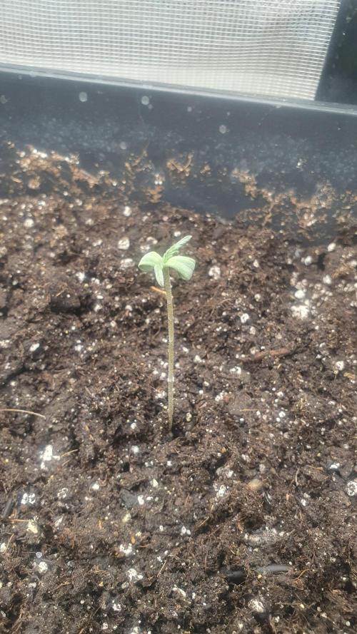 Tropicana Cookies Auto Zamnesia. Week 0