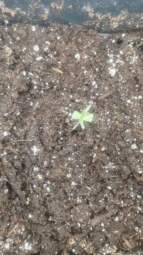 Tropicana Cookies Auto Zamnesia. Week 0