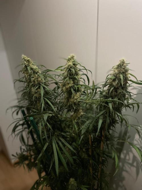 Super Boof Zamnesia. Week 11