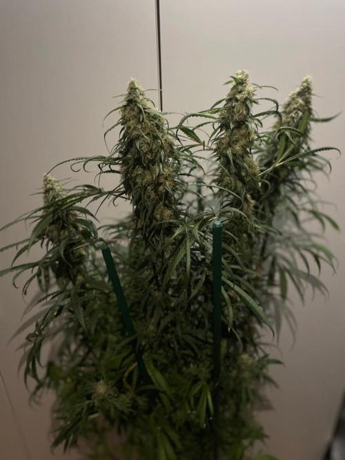 Super Boof Zamnesia. Week 11