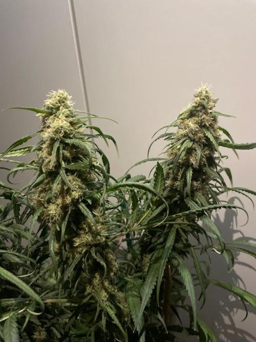 Super Boof Zamnesia. Week 11