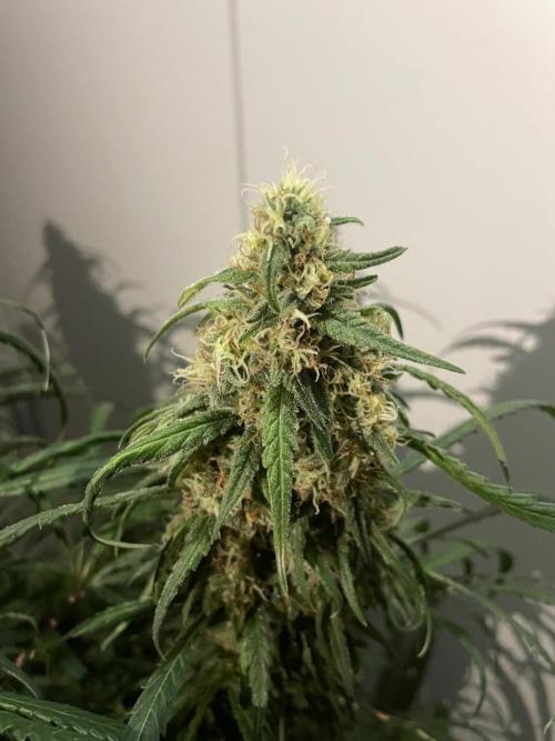 Super Boof Zamnesia. Week 11