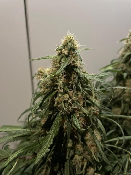 Super Boof Zamnesia. Week 11