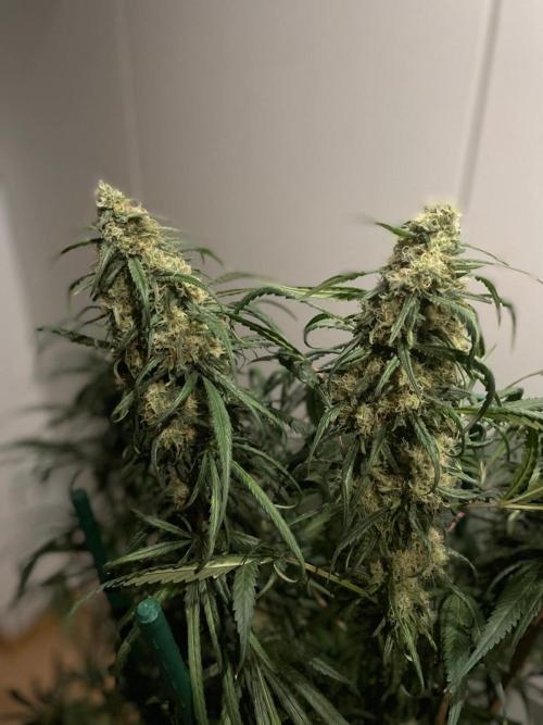 Super Boof Zamnesia. Week 11