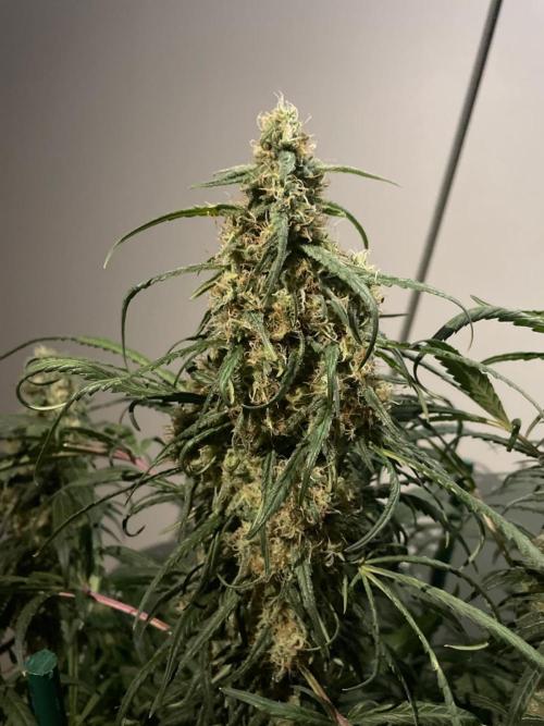 Super Boof Zamnesia. Week 11