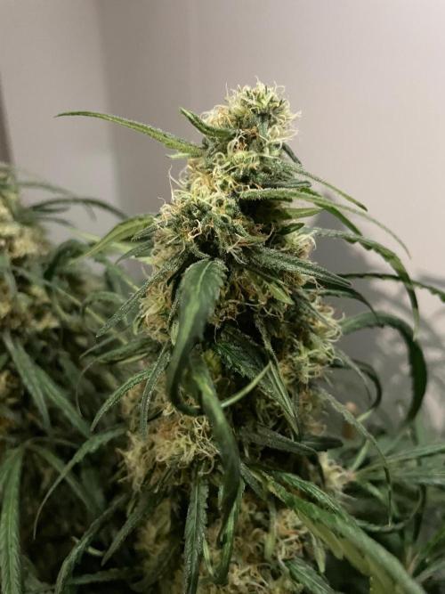 Super Boof Zamnesia. Week 11