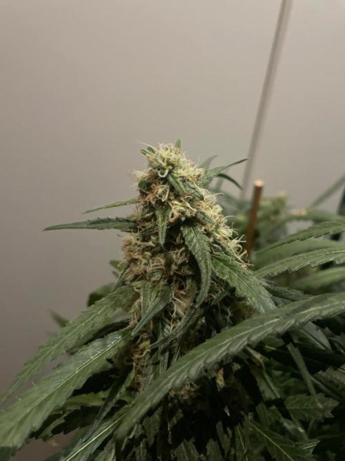 Super Boof Zamnesia. Week 11