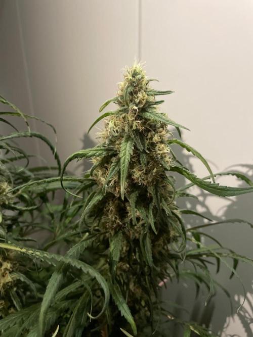 Super Boof Zamnesia. Week 11