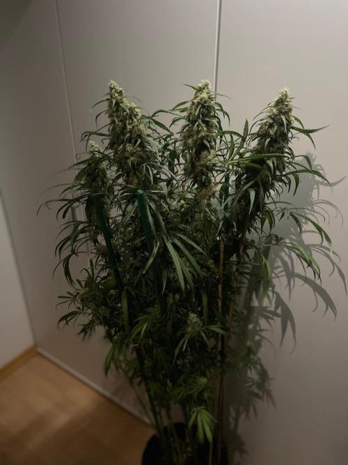 Super Boof Zamnesia. Week 11