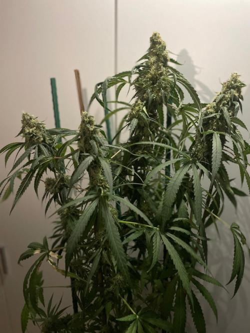 Solar Panel Zamnesia. Week 11