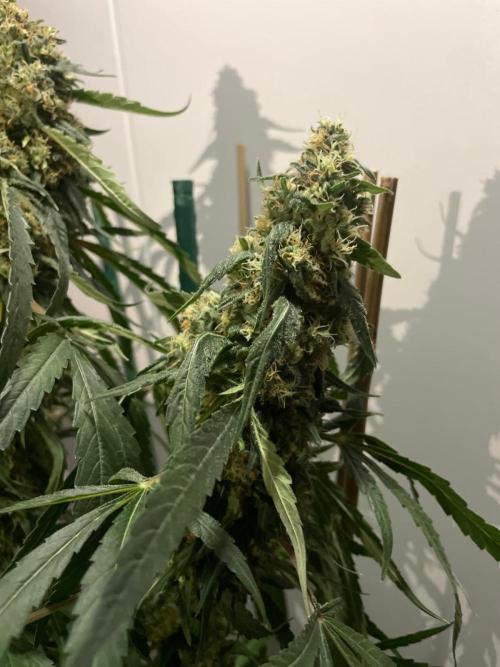 Solar Panel Zamnesia. Week 11