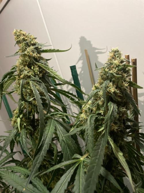 Solar Panel Zamnesia. Week 11