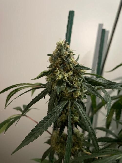 Solar Panel Zamnesia. Week 11