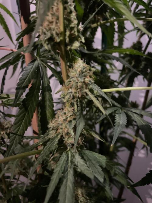 Solar Panel Zamnesia. Week 11