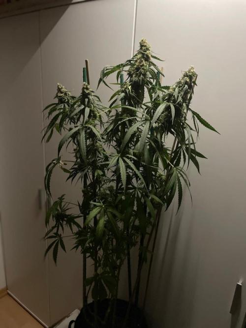 Solar Panel Zamnesia. Week 11