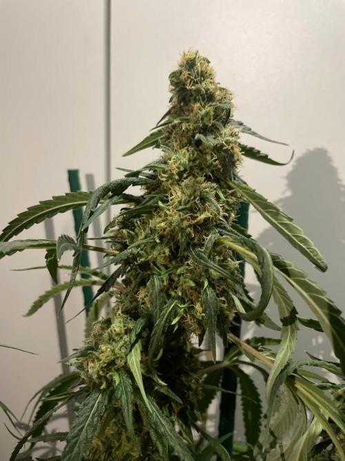 Solar Panel Zamnesia. Week 11