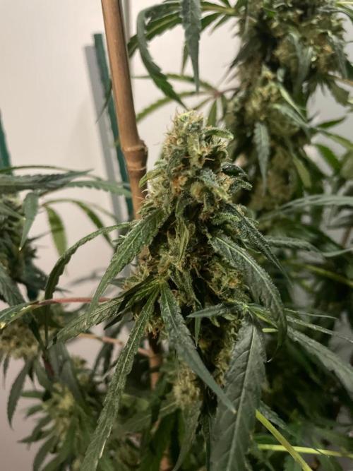 Solar Panel Zamnesia. Week 11