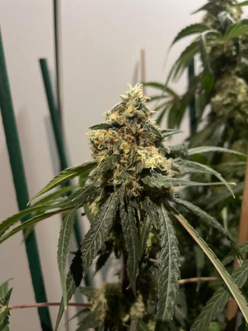 Solar Panel Zamnesia. Week 11