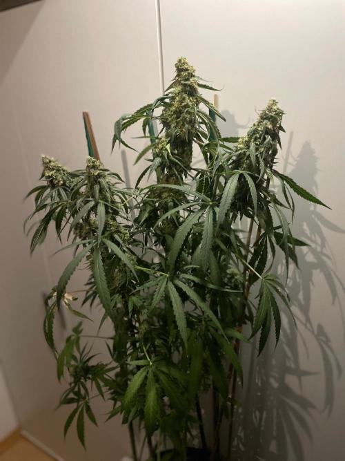 Solar Panel Zamnesia. Week 11