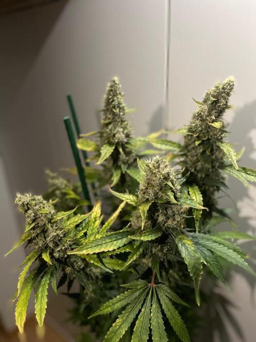 Gushers Zamnesia. Week 12