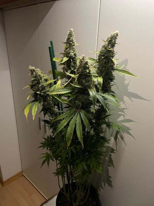 Gushers Zamnesia. Week 12