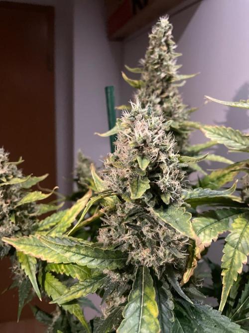 Gushers Zamnesia. Week 12