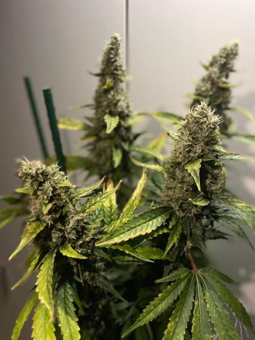 Gushers Zamnesia. Week 12