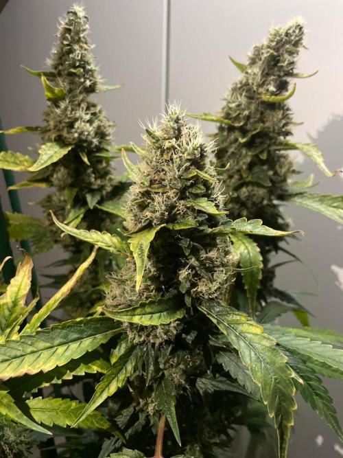 Gushers Zamnesia. Week 12