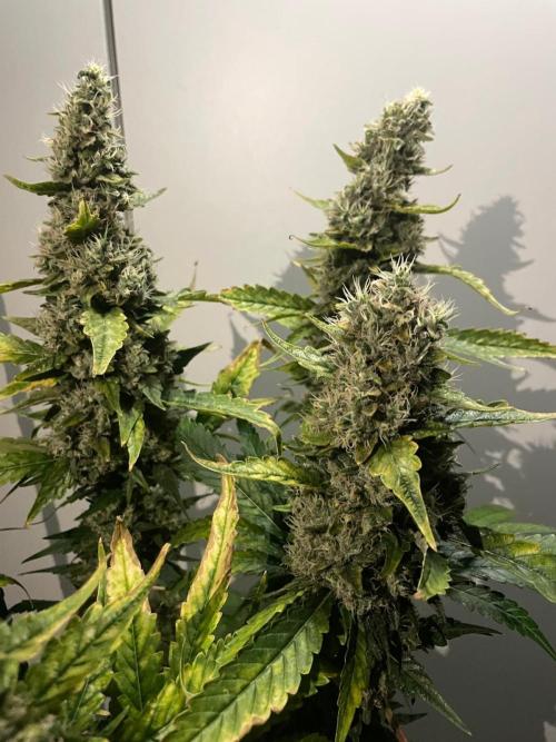 Gushers Zamnesia. Week 12