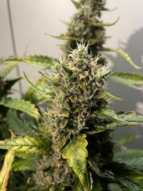 Gushers Zamnesia. Week 12