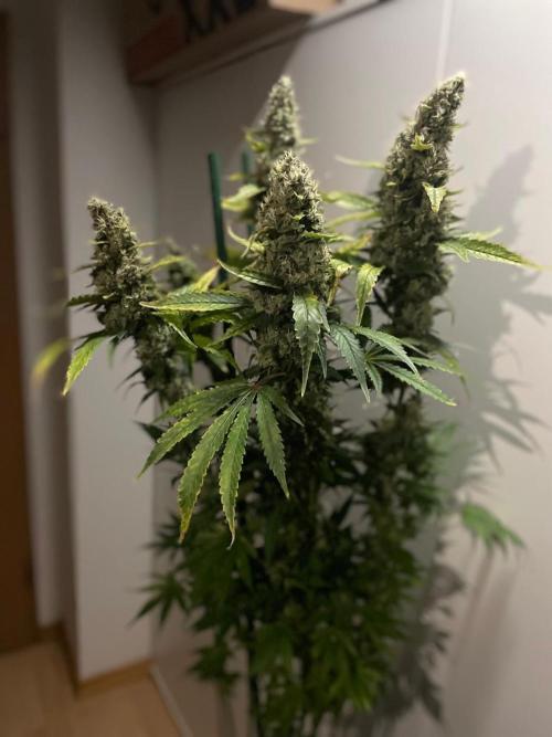 Gushers Zamnesia. Week 12