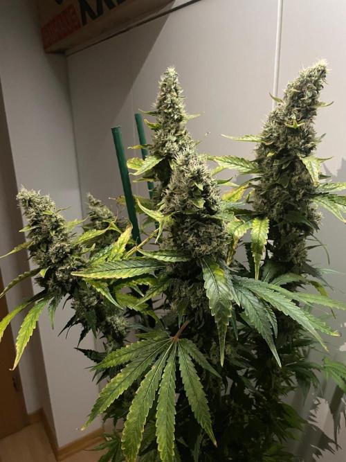 Gushers Zamnesia. Week 12