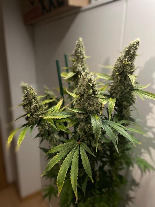 Gushers Zamnesia. Week 12