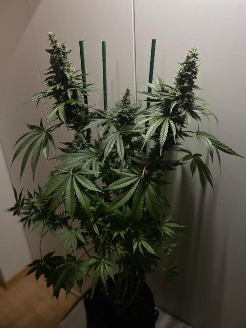 Black Diamond Zamnesia. Week 12