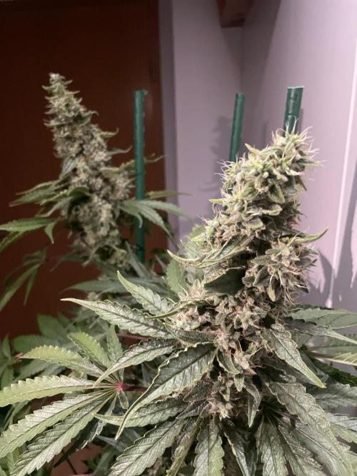 Black Diamond Zamnesia. Week 12