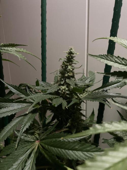 Black Diamond Zamnesia. Week 12