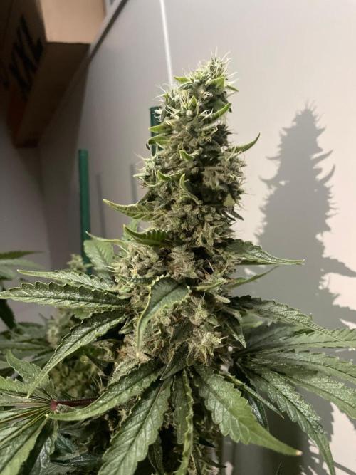 Black Diamond Zamnesia. Week 12