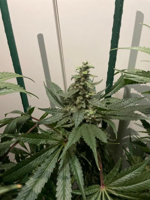 Black Diamond Zamnesia. Week 12