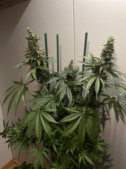 Black Diamond Zamnesia. Week 12