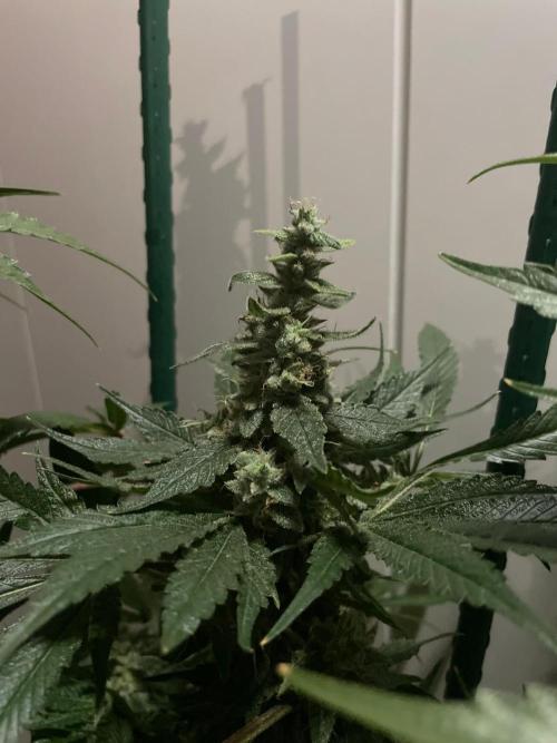 Black Diamond Zamnesia. Week 12