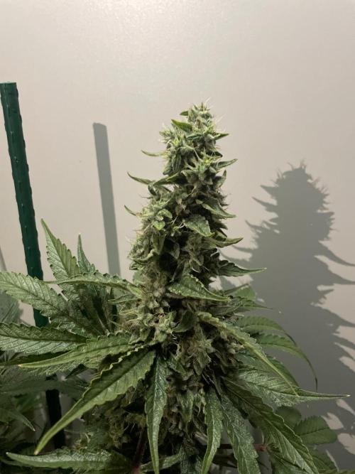 Black Diamond Zamnesia. Week 12