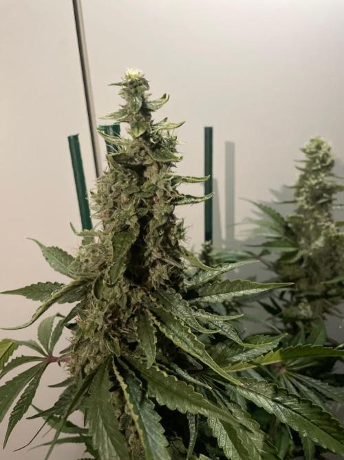 Black Diamond Zamnesia. Week 12
