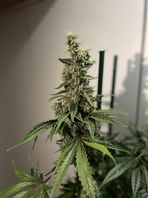 Black Diamond Zamnesia. Week 12