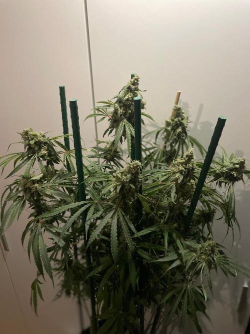 Black Runtz Weedseedsexpress. Week 12