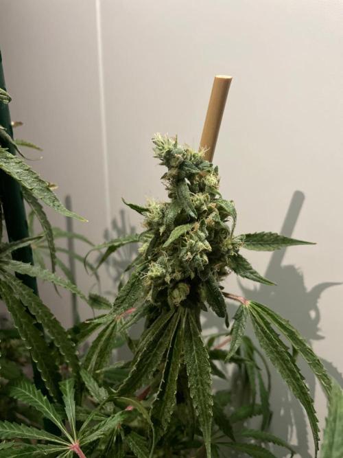 Black Runtz Weedseedsexpress. Week 12