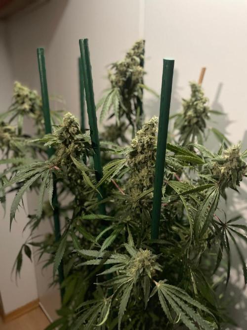 Black Runtz Weedseedsexpress. Week 12