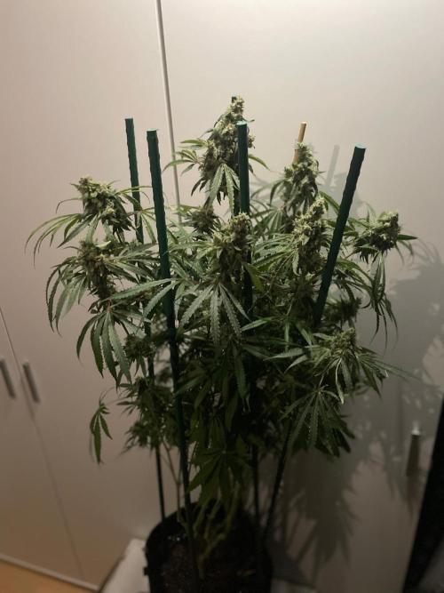 Black Runtz Weedseedsexpress. Week 12
