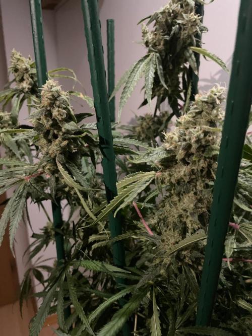 Black Runtz Weedseedsexpress. Week 12